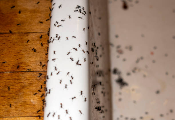 Best Local Pest Control Services  in Kingfisher, OK