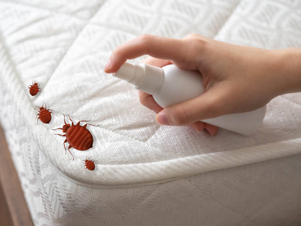 Reliable Kingfisher, OK Pest Control Solutions