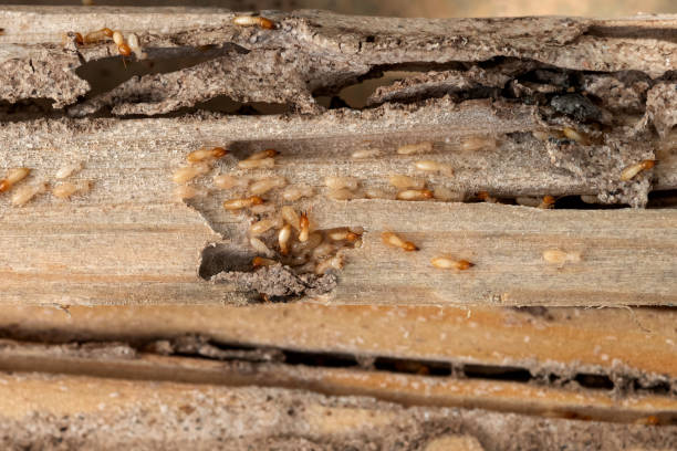 Best Mosquito Control Services  in Kingfisher, OK