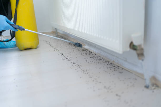 Best Affordable Pest Control Services  in Kingfisher, OK